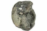 Fossil Dinosaur Vertebra Centrum - Montana #326471-1